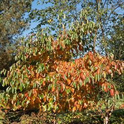 Nyssa sylvatica is a Deciduous Tree Native to North America